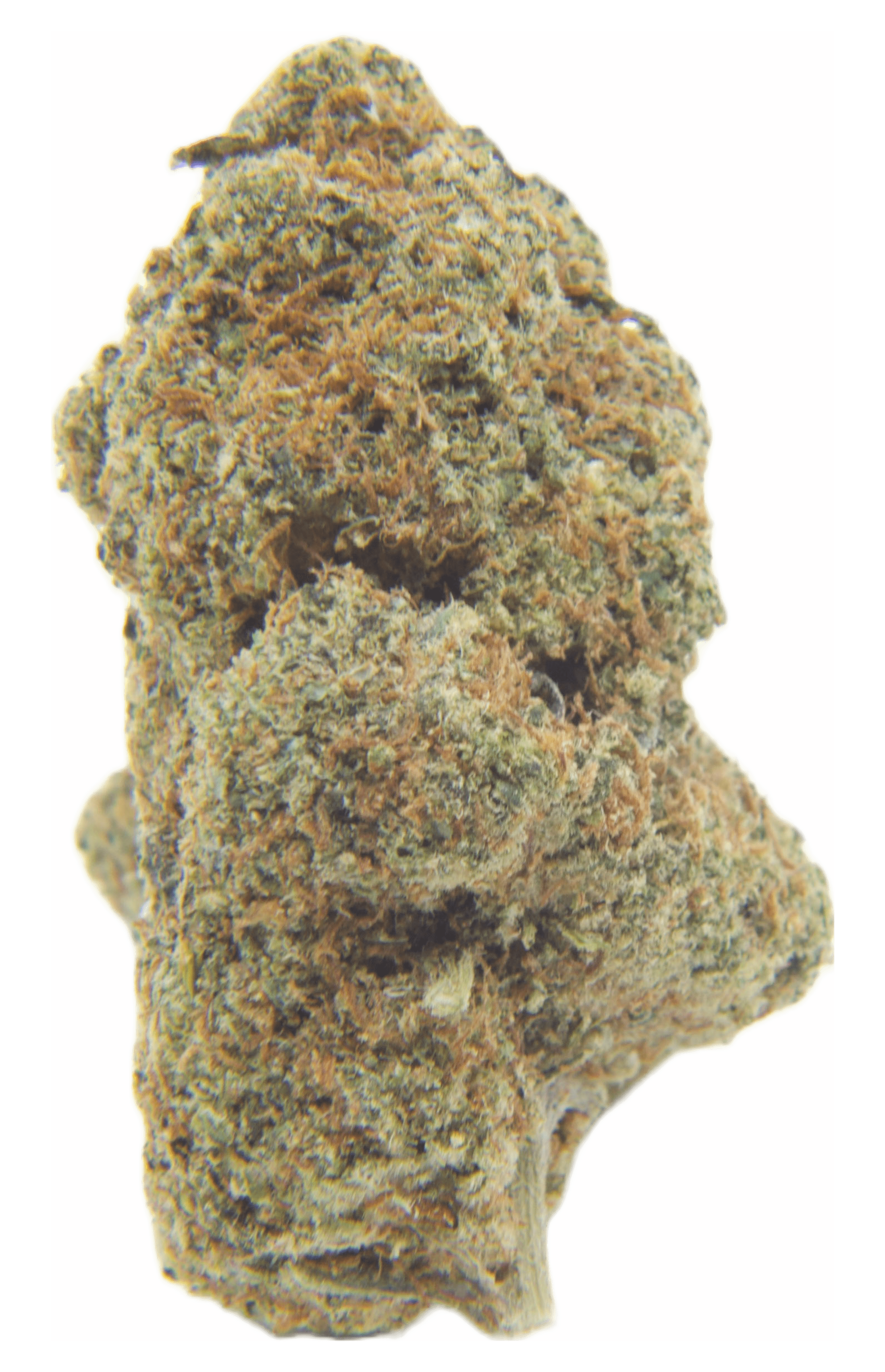 Chocolope transparent-min