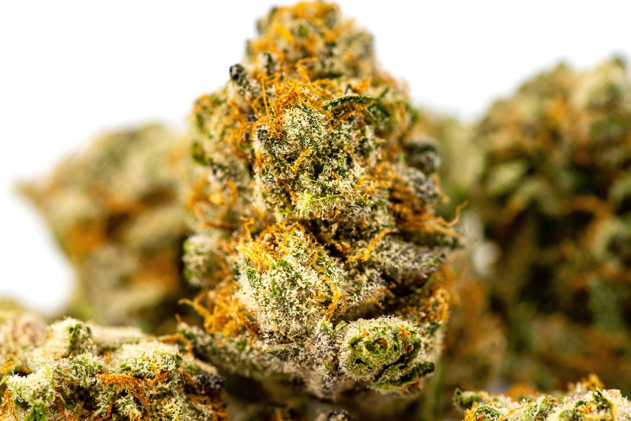 Close-up of cannabis buds with orange hairs and green leaves for cannabis delivery
