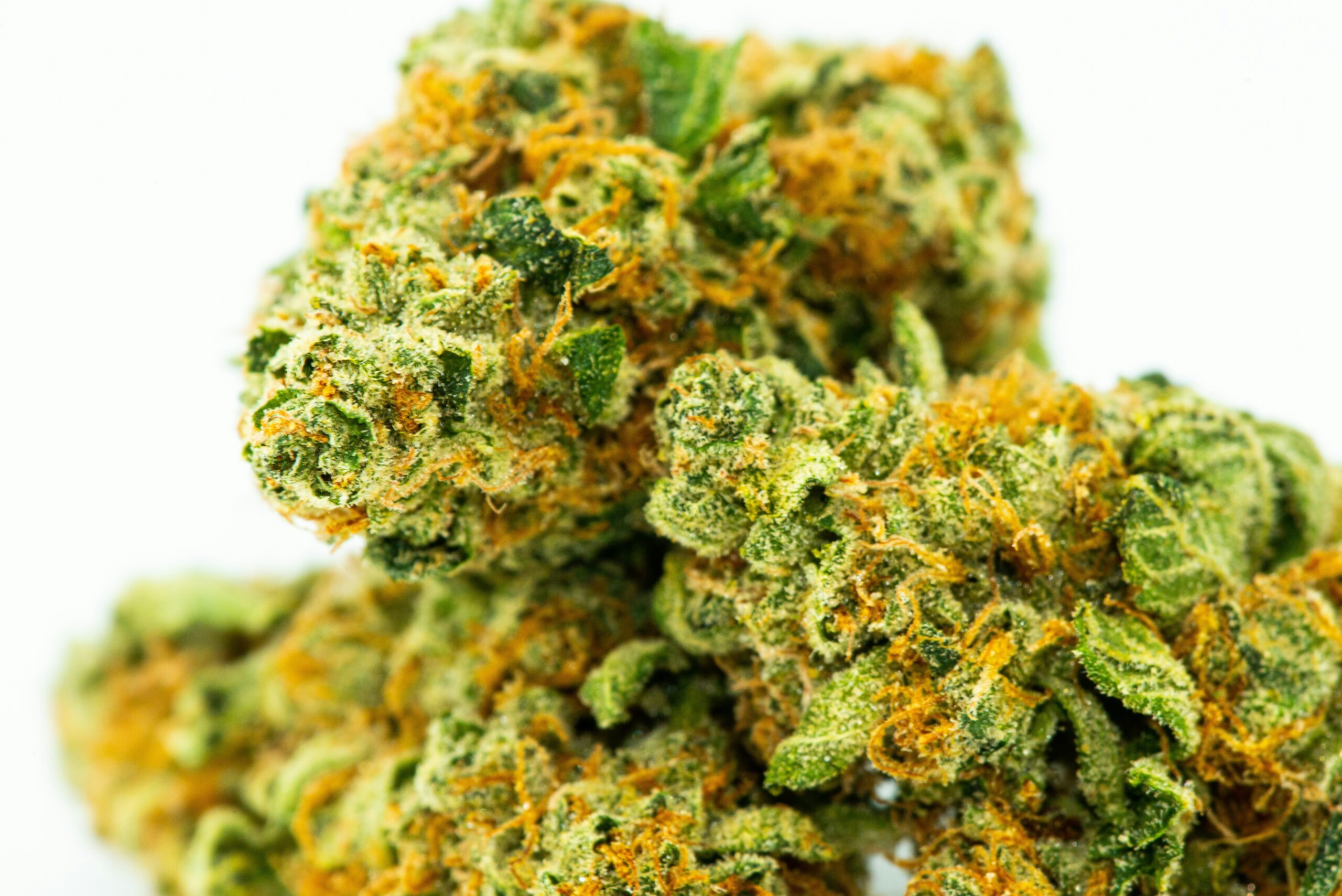 Gros plan de têtes de cannabis avec des pistils orange et des feuilles vertes pour la livraison de cannabis