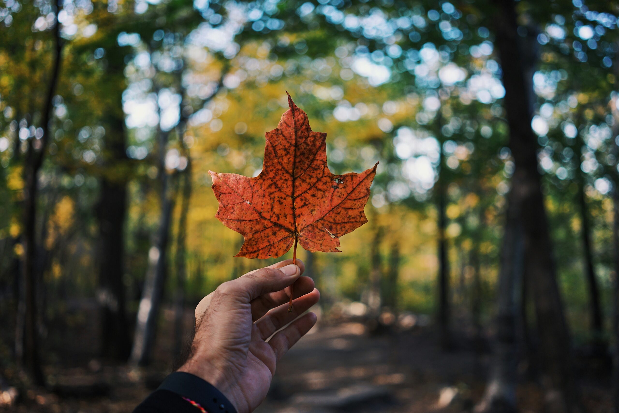 Hand holding a maple leaf in a forest, symbolizing Canada.