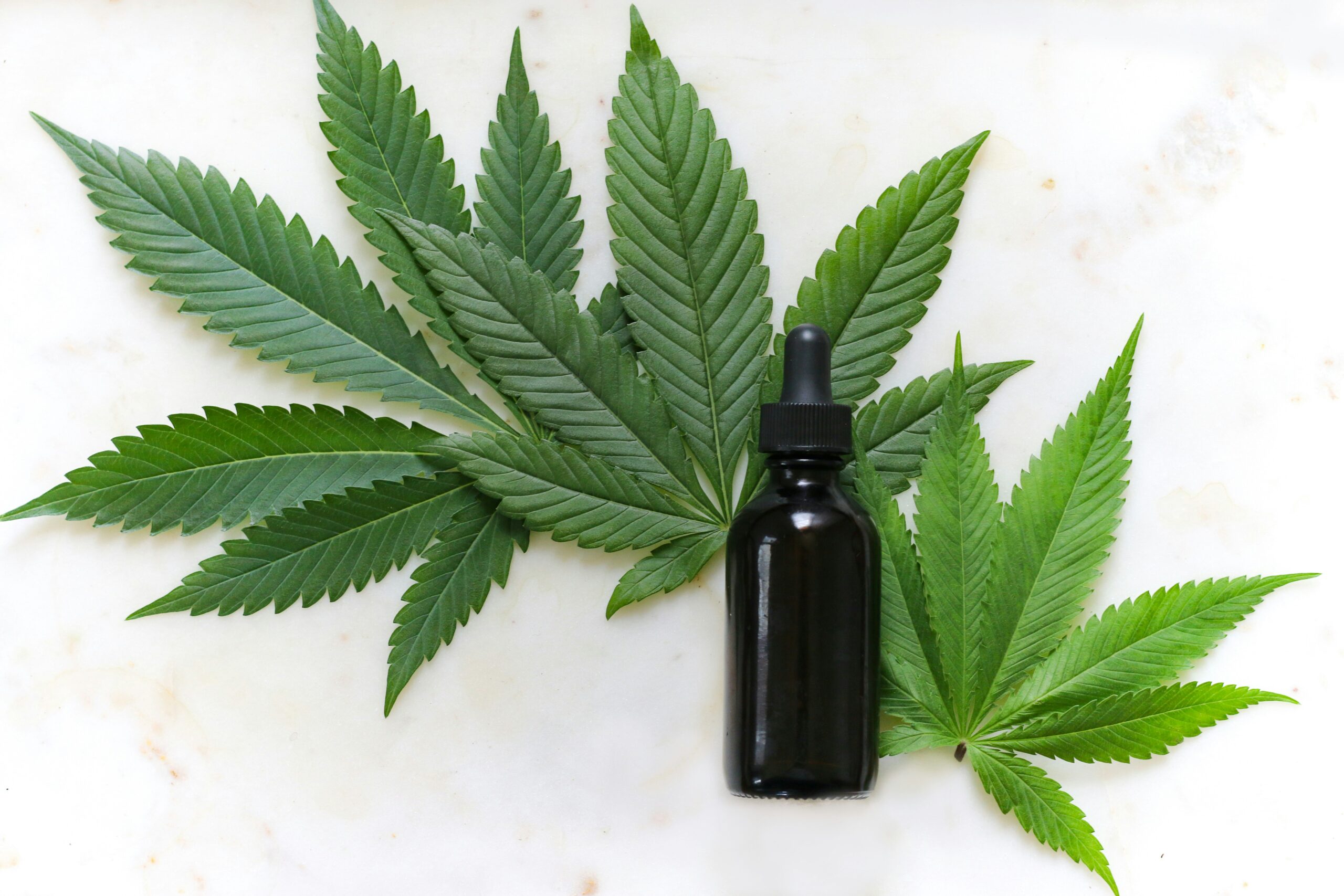 Cannabis leaves with a black dropper bottle