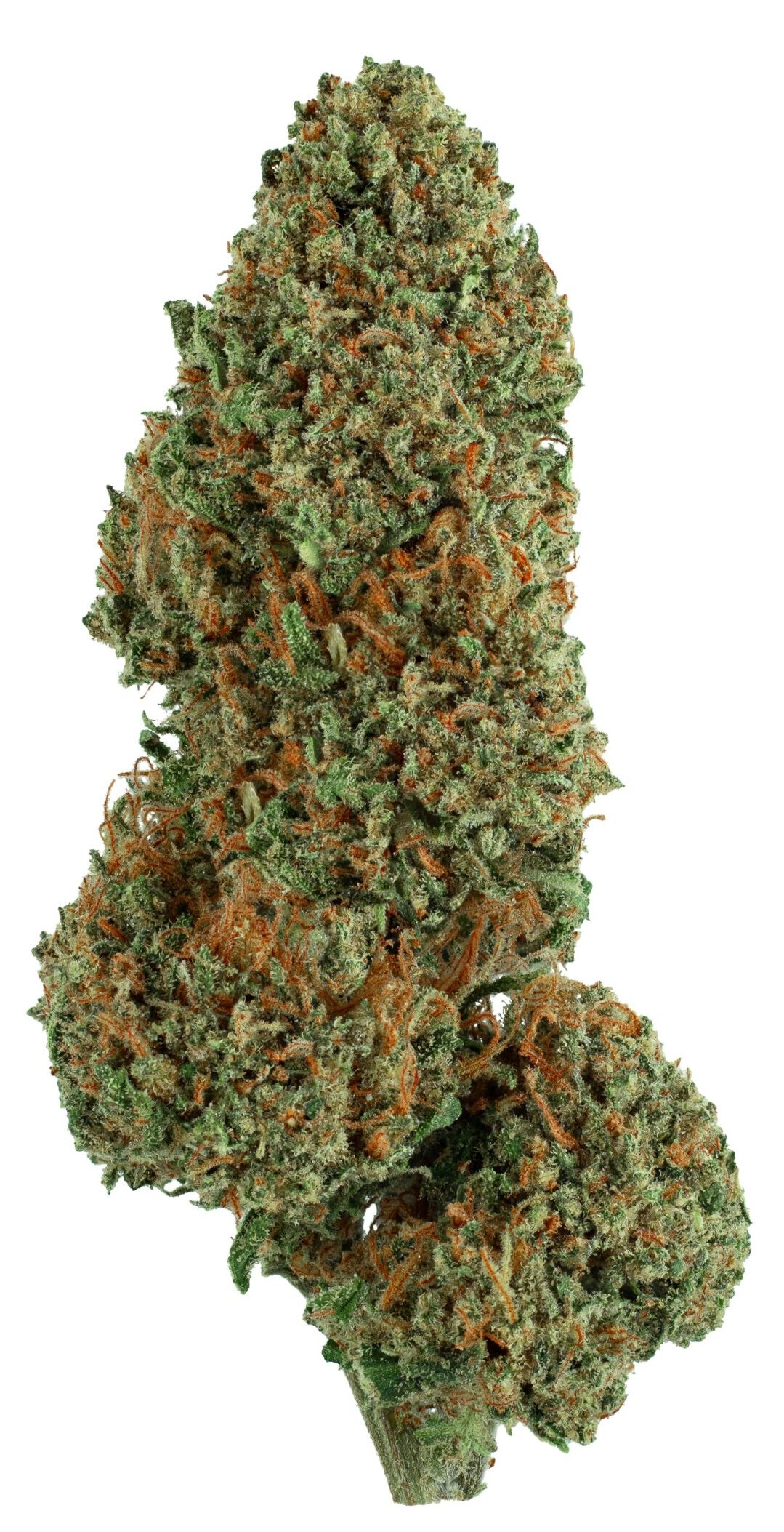 Close-up of a cannabis bud with vibrant green and orange hues for weed delivery in Surrey