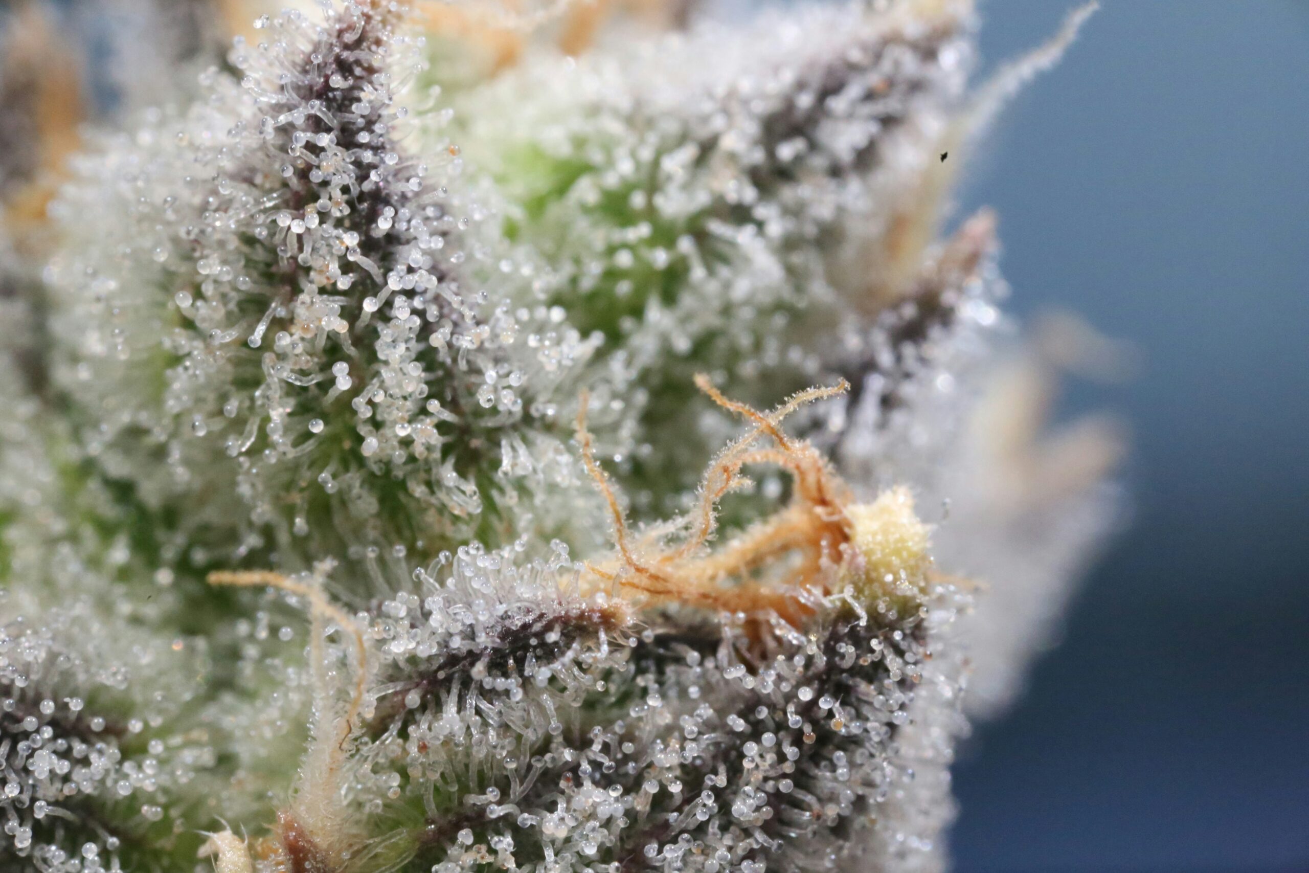 Close-up of cannabis buds with orange hairs and green leaves, perfect for weed and cannabis delivery.