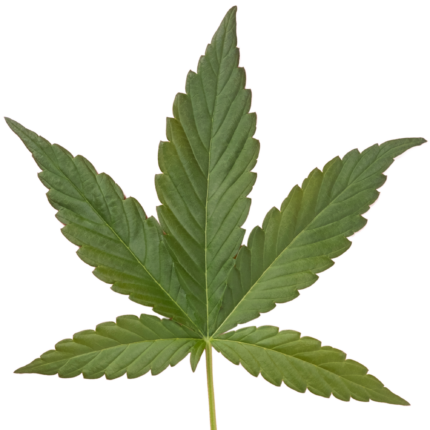Premium BC Bud - Buy Weed Online in Canada