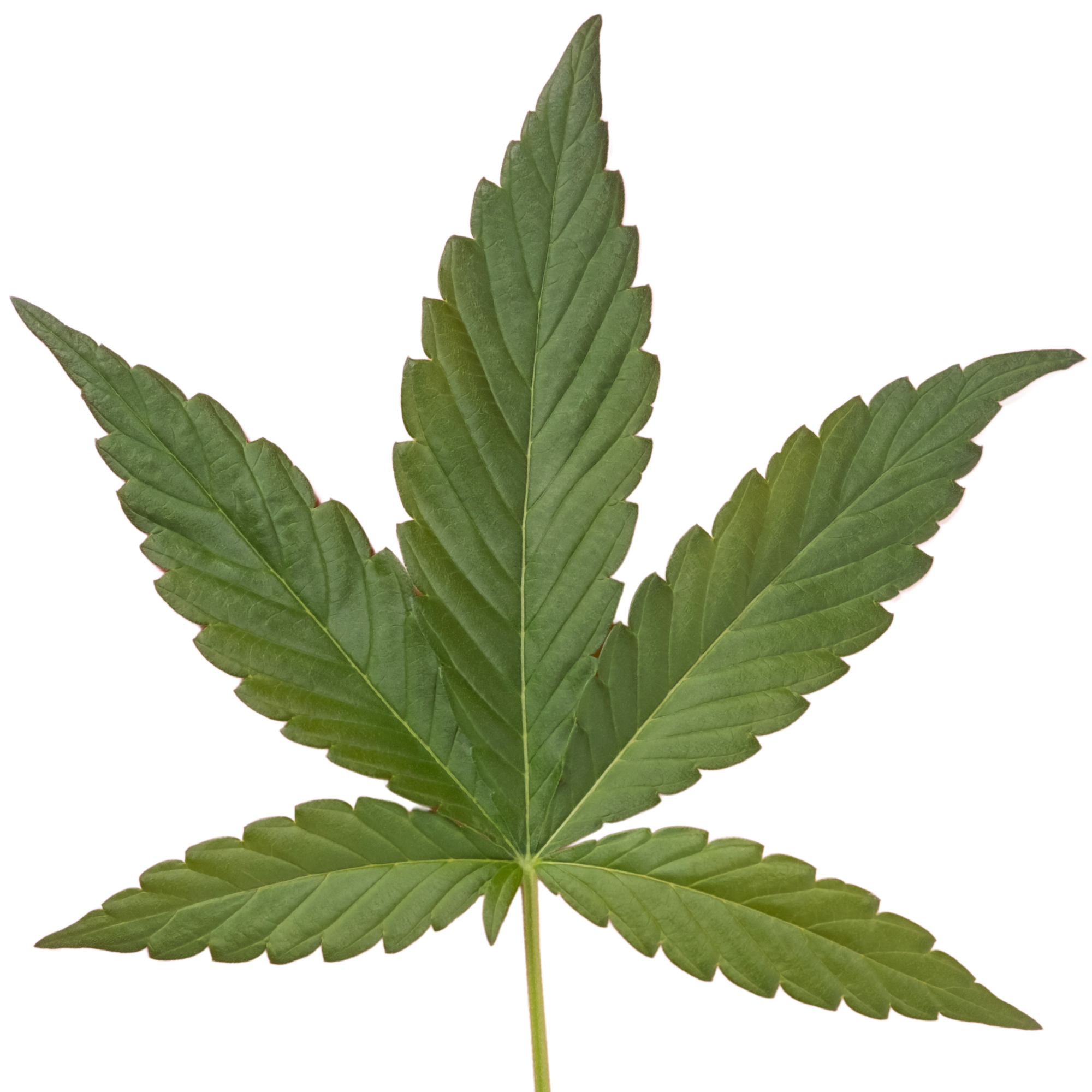Premium BC Bud - Buy Weed Online in Canada