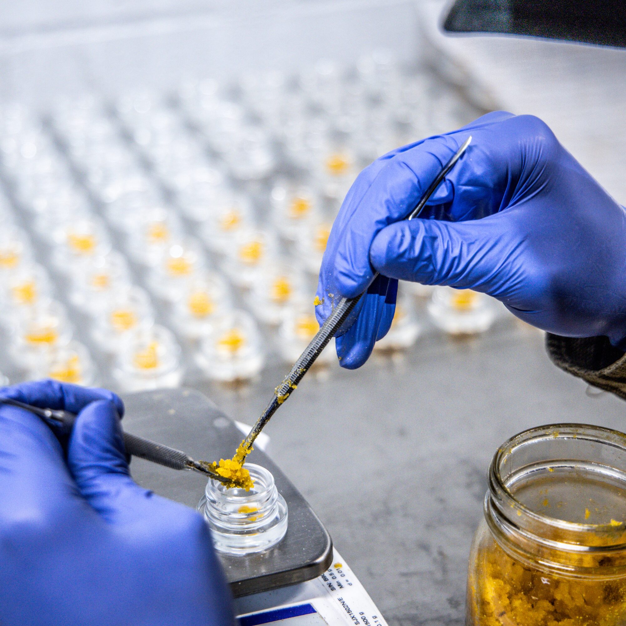 Gloved hands carefully handling cannabis concentrate jars in a laboratory.
