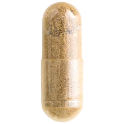 Microdosing shrooms capsule filled with powdered psilocybin.