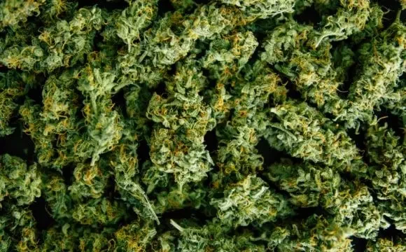 Quality cannabis products available for fast weed delivery from A1 Terps